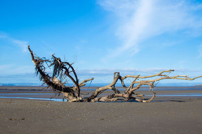 Driftwood on beach against blue sky