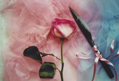 Close-up of pink flower