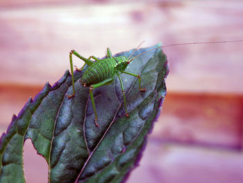 Close-up of insect on leaf