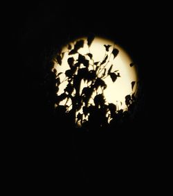 Close-up of silhouette illuminated at night