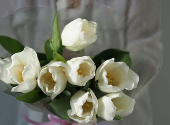 Close-up of white roses