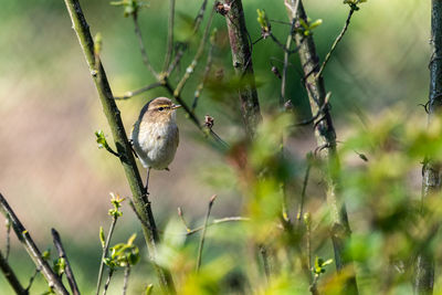 Bird perching on a branch