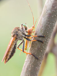 Close-up of insect