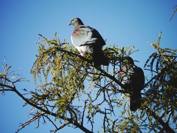 Low angle view of birds perching on tree against sky