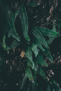 High angle view of plants growing on land