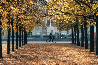 Man riding bicycle by autumn trees in city