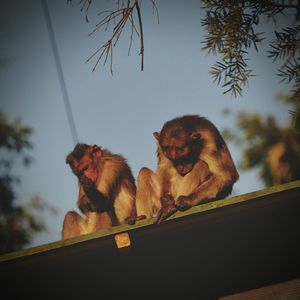 Close-up of monkey against sky at sunset