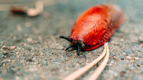 Close-up of snail