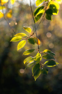 Close-up of leaves on tree