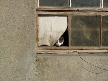 Close-up of a cat at window