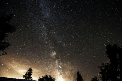 Low angle view of trees against milky way