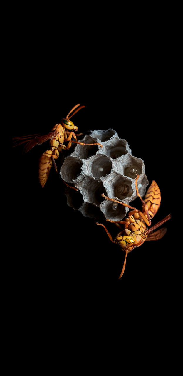 CLOSE-UP OF BEE ON LEAF