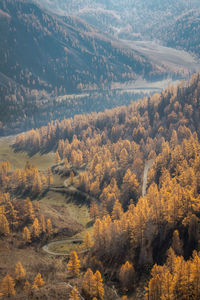 High angle view of trees on landscape during autumn