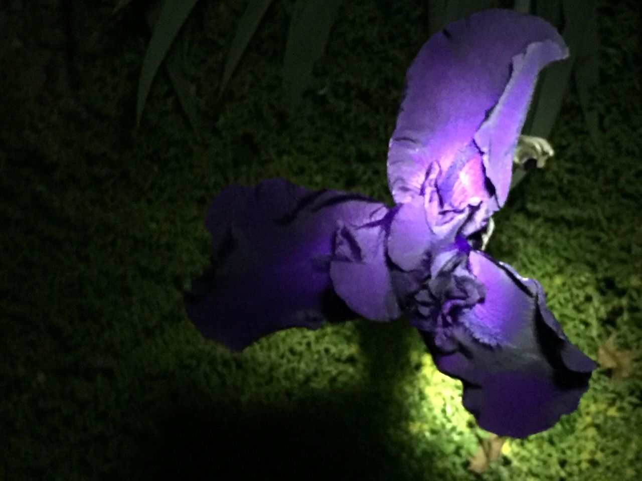 Flower portraits at night