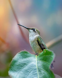 Close-up of bird perching on leaf