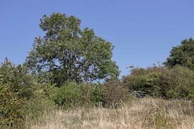 Trees growing on field against clear sky