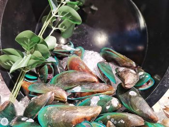 Close-up of fish in container