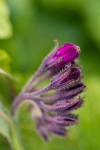 Flower in meadow