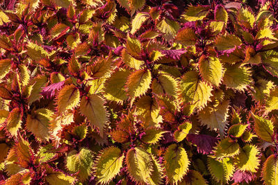 High angle view of purple flowering plant