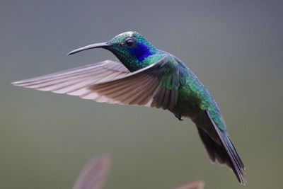 Close-up of bird flying