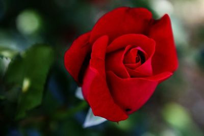 Close-up of red rose blooming outdoors