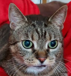 Close-up portrait of a cat