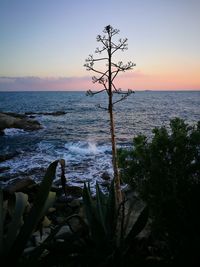 Close-up of plant against sea at sunset