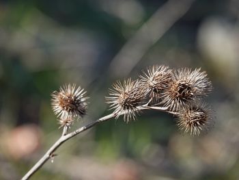 Close-up of dried plant
