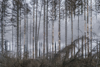 Trees in forest