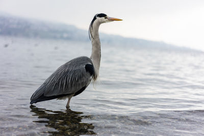 Bird on a lake