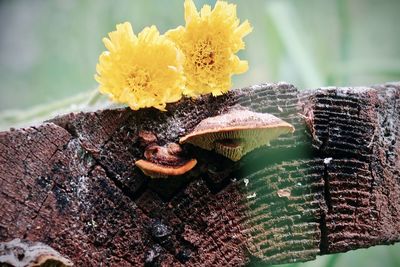 Close-up of yellow flowering plant