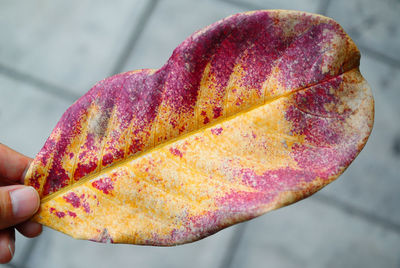 Close-up of hand holding autumn leaf against street