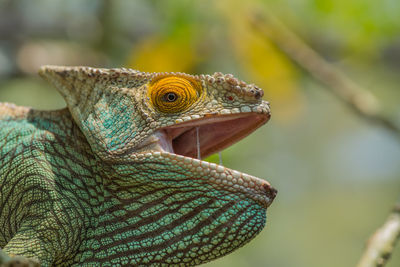 Close-up of lizard