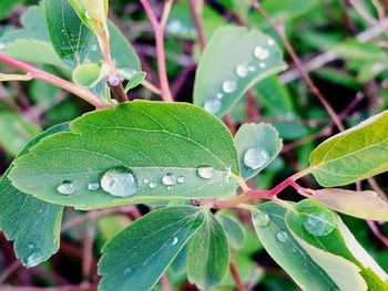 Close up of leaves