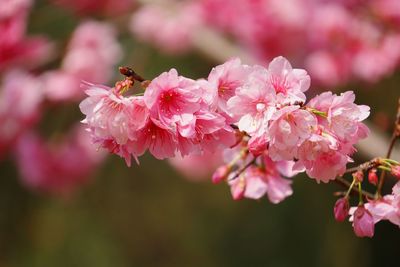 Close-up of pink flowers blooming outdoors