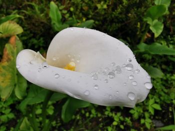 Close-up of wet white flower