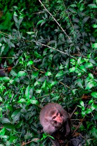 Portrait of monkey on tree