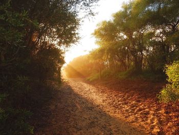 Road passing through forest