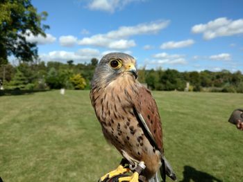 Close-up of kestrel against sky