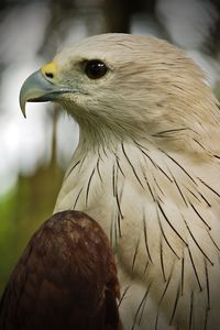 Close-up of eagle