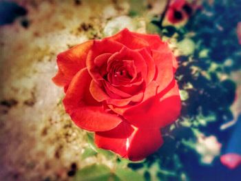 Close-up of red rose blooming outdoors