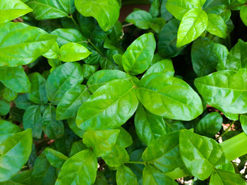 Full frame shot of fresh green leaves
