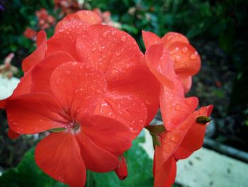 Close-up of wet red flower blooming during rainy season