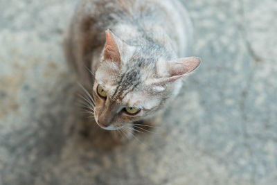 Close-up of a cat