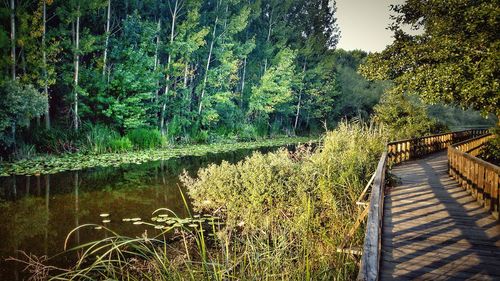 Scenic view of forest