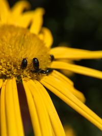 Pollen beetles on bupthalmum flower