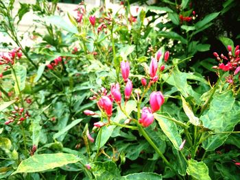 Close-up of red flowers