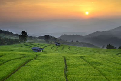 Scenic view of agricultural field against sky during sunset