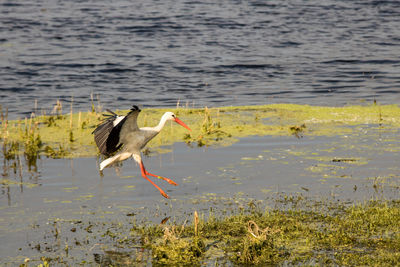 Bird flying over lake