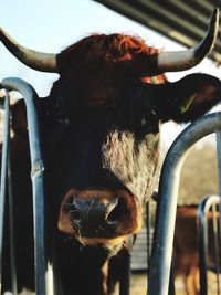 Close-up of a cow